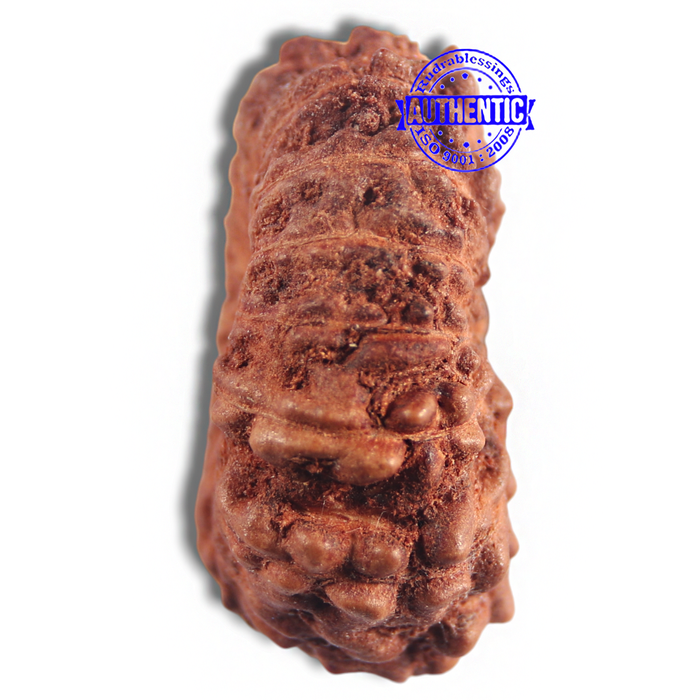 16 Mukhi Rudraksha from Indonesia - Bead No 228