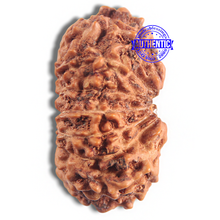 Load image into Gallery viewer, 16 Mukhi Rudraksha from Indonesia - Bead No 229
