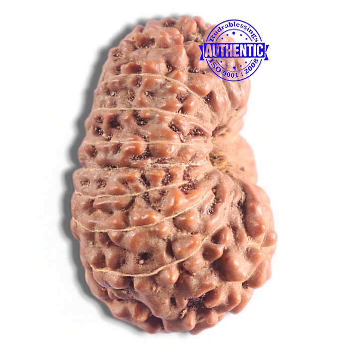 16 Mukhi Rudraksha from Indonesia - Bead No. 123