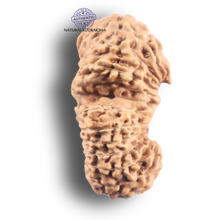 Load image into Gallery viewer, 21 Mukhi Indonesian Gaurishankar Rudraksha - Bead No. 175
