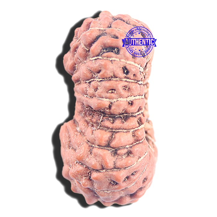 20 Mukhi Indonesian Rudraksha - Bead 105