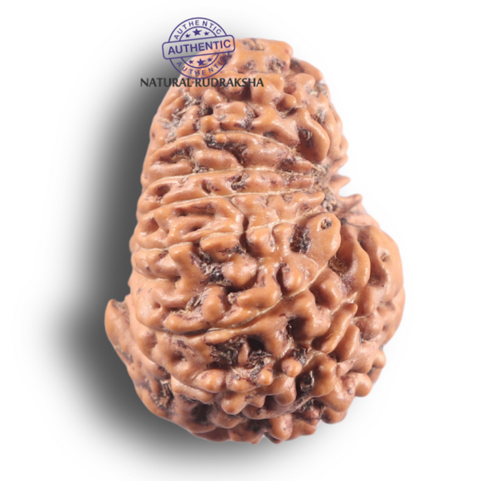 16 Mukhi Rudraksha from Indonesia - Bead No. 346