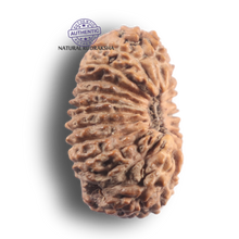 Load image into Gallery viewer, 21 Mukhi Indonesian Rudraksha - Bead No. 172
