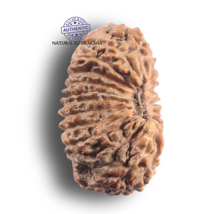 21 Mukhi Indonesian Rudraksha - Bead No. 172