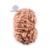 Load image into Gallery viewer, 14 mukhi Indonesian Rudraksha -  Bead No. 398
