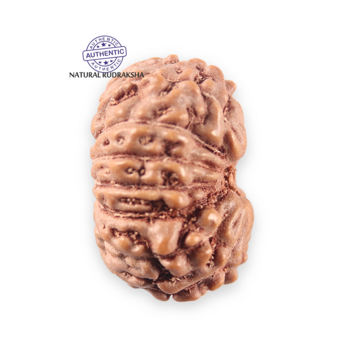 14 mukhi Indonesian Rudraksha -  Bead No. 398