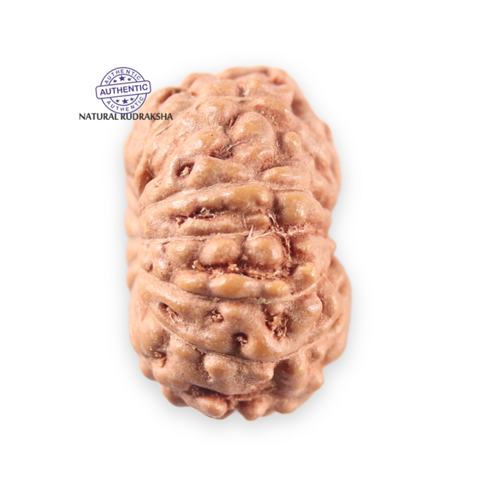 14 mukhi Indonesian Rudraksha -  Bead No. 399