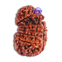 Load image into Gallery viewer, 14 Mukhi Nepalese Garbhgauri Rudraaksha - Bead No. 169
