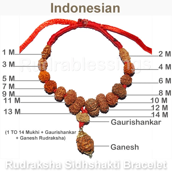 Rudraksha SidhShakti Bracelet from Indonesia - 5