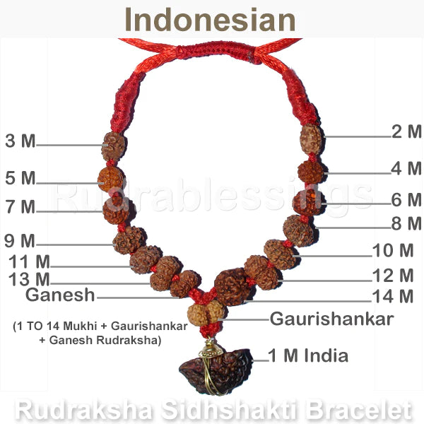Rudraksha SidhShakti Bracelet from Indonesia - 5