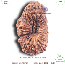 Load image into Gallery viewer, 28 Mukhi Rudraksha from Indonesia
