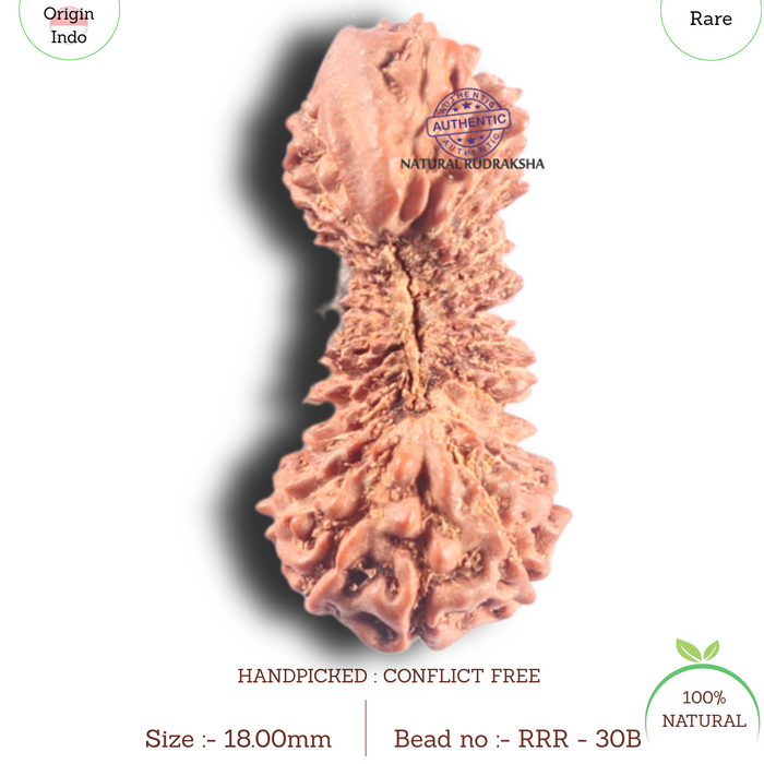 30 Mukhi Rudraksha from Indonesia