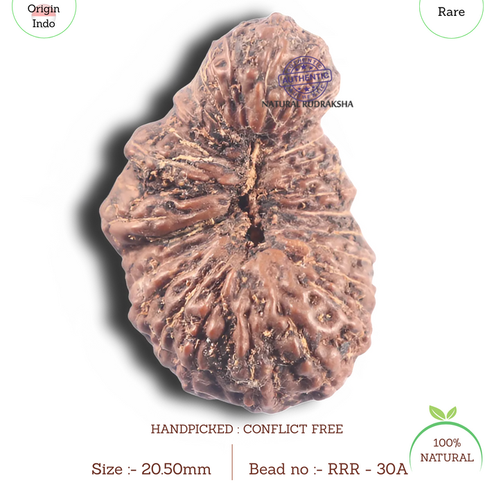 30 Mukhi Rudraksha from Indonesia