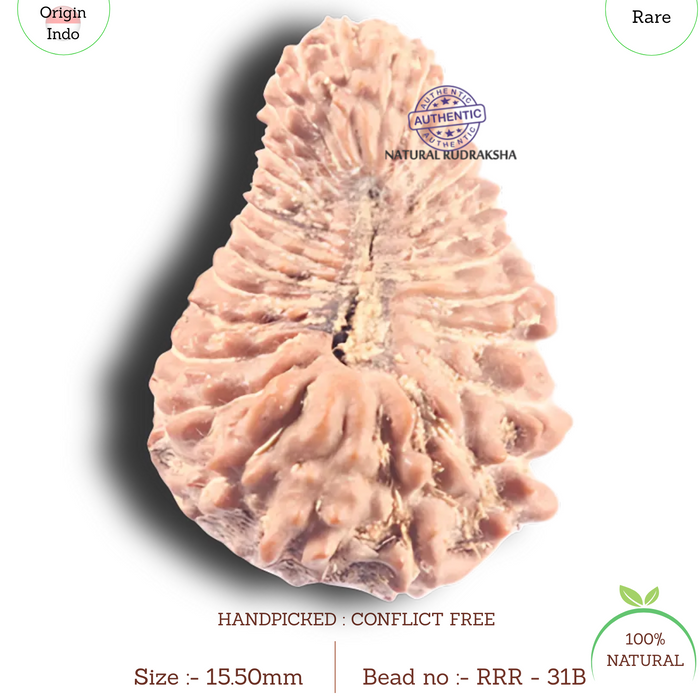 31 Mukhi Rudraksha from Indonesia