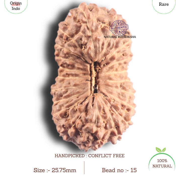 20 Mukhi Indonesian Rudraksha - Bead 15