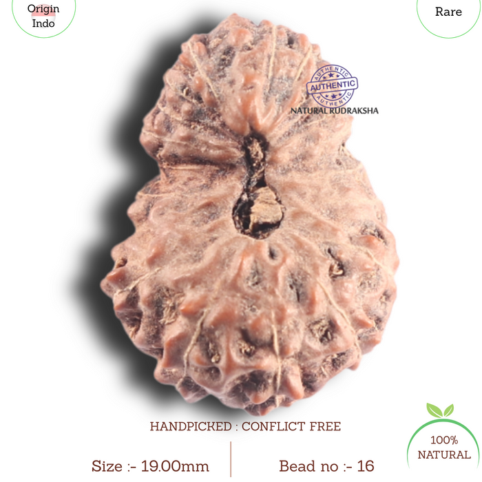 20 Mukhi Indonesian Rudraksha - Bead 16