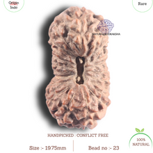 Load image into Gallery viewer, 20 Mukhi Indonesian Rudraksha - Bead 23
