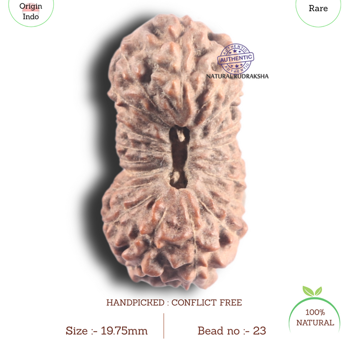 20 Mukhi Indonesian Rudraksha - Bead 23