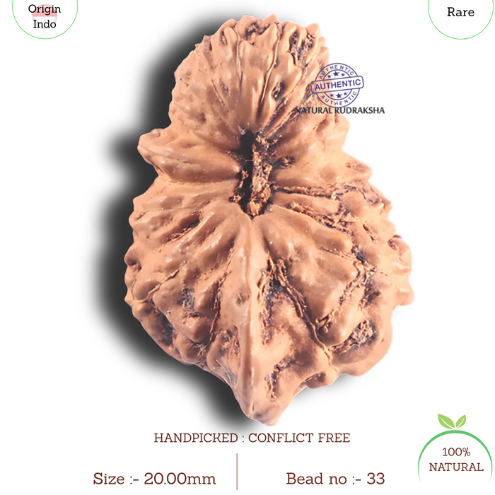 20 Mukhi Ganesh Indonesian Rudraksha - Bead No.33