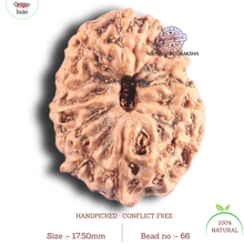Load image into Gallery viewer, 17 Mukhi Rudraksha from Indonesia - Bead No. 66
