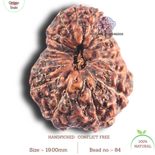 Load image into Gallery viewer, 17 Mukhi Rudraksha from Indonesia - Bead No. 84
