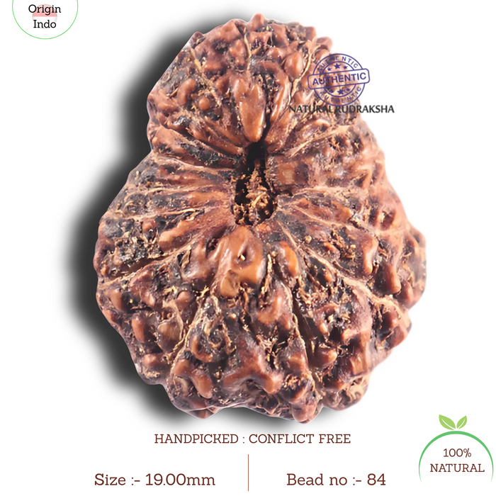 17 Mukhi Rudraksha from Indonesia - Bead No. 84
