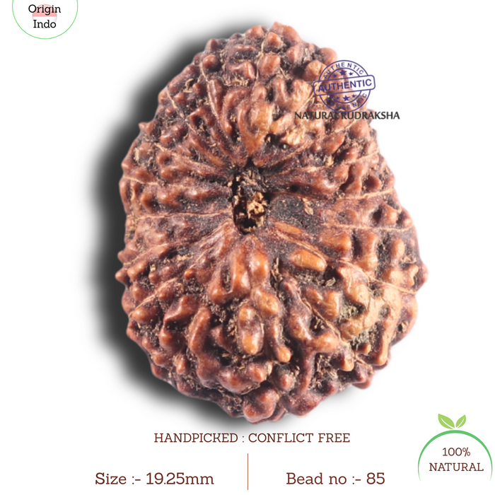 17 Mukhi Rudraksha from Indonesia - Bead No. 85