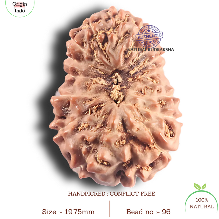 17 Mukhi Rudraksha from Indonesia - Bead No. 96