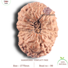 Load image into Gallery viewer, 17 Mukhi Rudraksha from Indonesia - Bead No. 99
