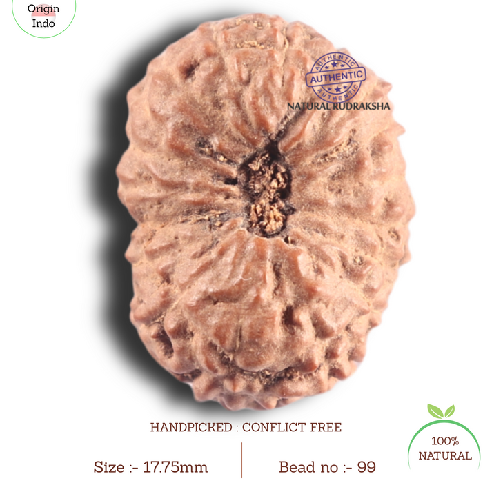 17 Mukhi Rudraksha from Indonesia - Bead No. 99