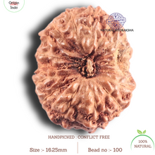 Load image into Gallery viewer, 17 Mukhi Rudraksha from Indonesia - Bead No. 100
