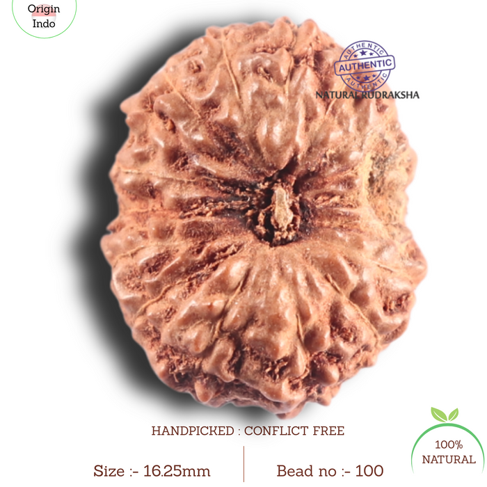 17 Mukhi Rudraksha from Indonesia - Bead No. 100