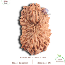 Load image into Gallery viewer, 18 Mukhi Rudraksha from Indonesia - Bead No. 56
