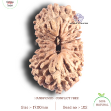 Load image into Gallery viewer, 18 Mukhi Rudraksha from Indonesia - Bead No. 102
