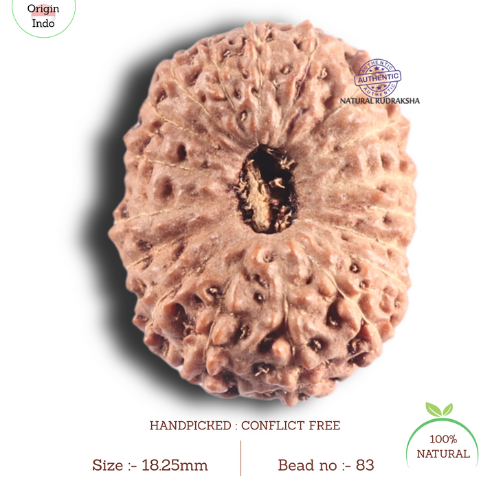 18 Mukhi Rudraksha from Indonesia - Bead No. 83
