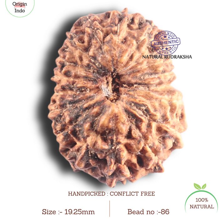 18 Mukhi Rudraksha from Indonesia - Bead No. 86