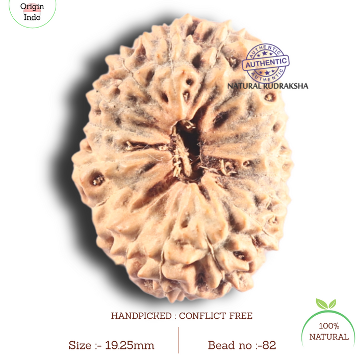 18 Mukhi Rudraksha from Indonesia - Bead No. 82