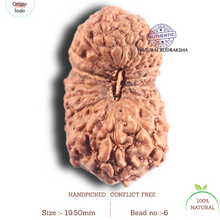 Load image into Gallery viewer, 18 Mukhi Rudraksha from Indonesia - Bead No 6
