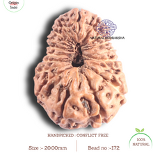Load image into Gallery viewer, 18 Mukhi Rudraksha from Indonesia - Bead No. 172
