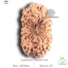 Load image into Gallery viewer, 18 Mukhi Rudraksha from Indonesia - Bead No. 87
