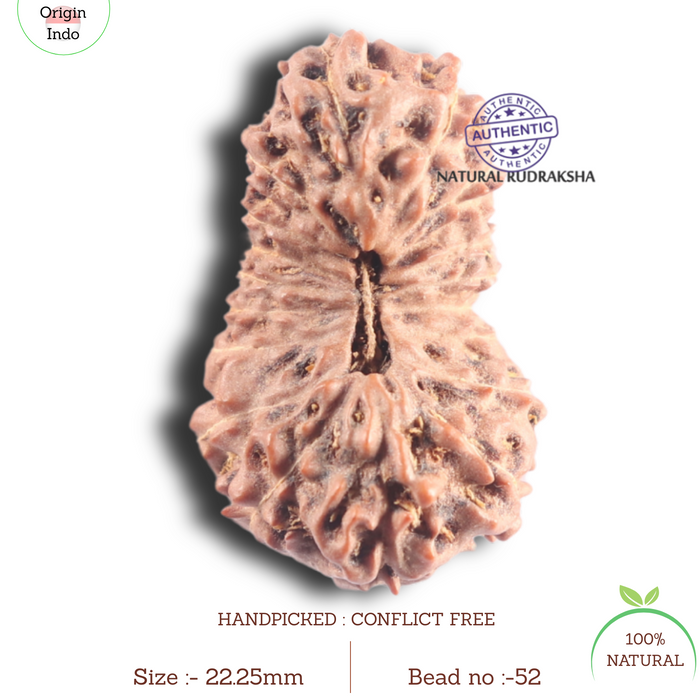 18 Mukhi Rudraksha from Indonesia - Bead No. 52