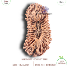 Load image into Gallery viewer, 28 Mukhi Rudraksha from Indonesia - C
