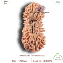 Load image into Gallery viewer, 27 Mukh Rudraksha from Indonesia - Bead No. T
