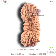 Load image into Gallery viewer, 28 Mukhi Rudraksha from Indonesia D
