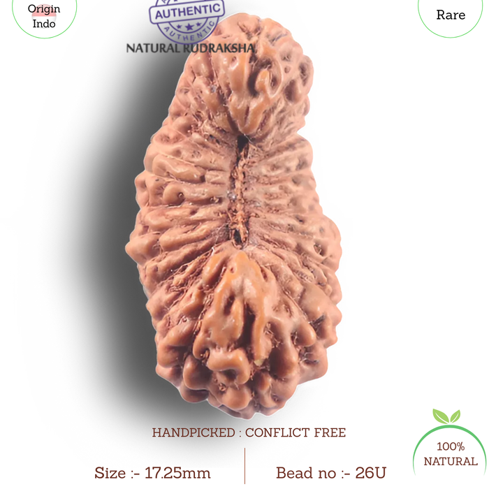 26 Mukhi Rudraksha from Indonesia U