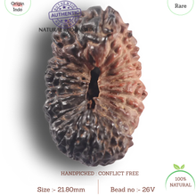 Load image into Gallery viewer, 26 Mukhi Rudraksha from Indonesia V
