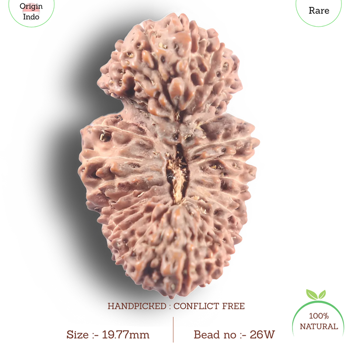 26 Mukhi Gaurishankar Rudraksha from Indonesia W
