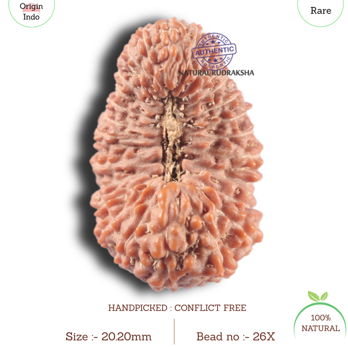 26 Mukhi Rudraksha from Indonesia X