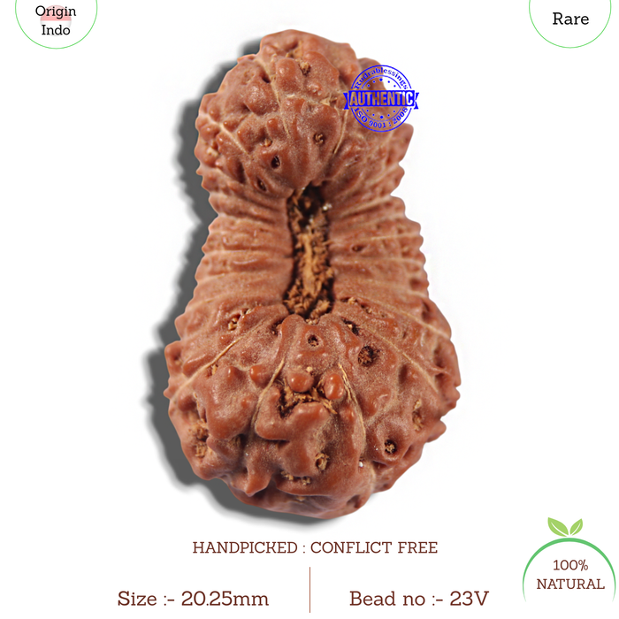 22 Mukhi Rudraksha from Indonesia