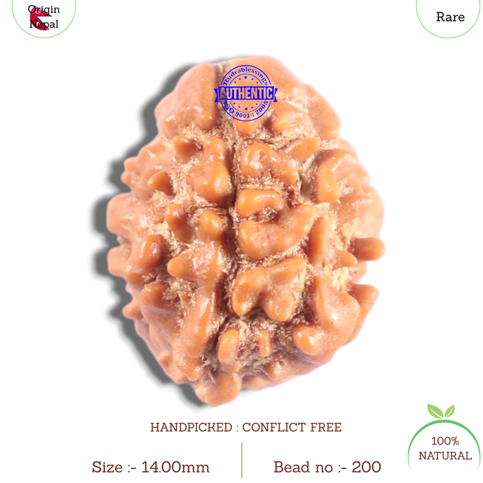 2 Mukhi Rudraksha from Nepal - Bead No. 200